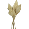 PALM SPEAR BLANC MM 2490P001 les 10P
