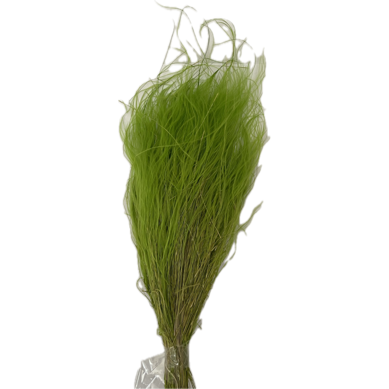 SEC STIPA PENNATA les 100gr