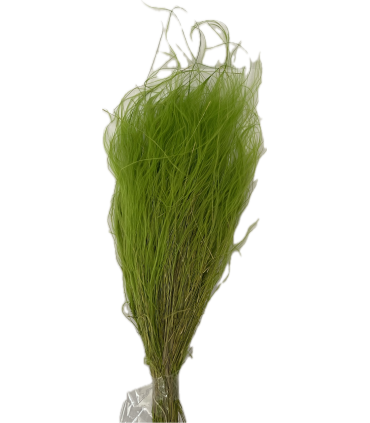 SEC STIPA PENNATA les 100gr