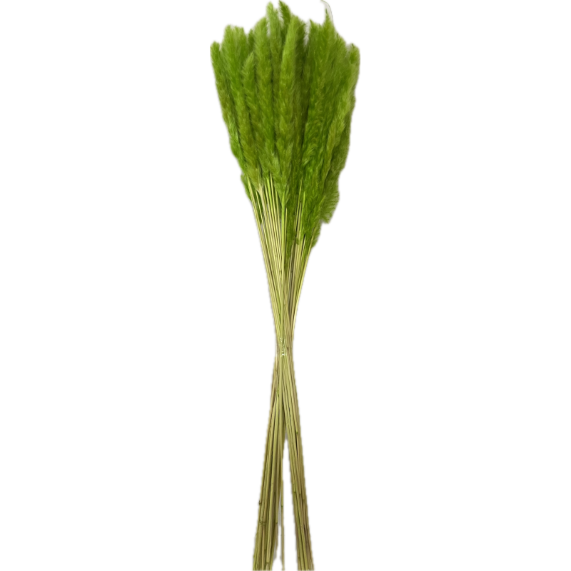 FEUILLE HERBE DE LA PAMPA mini les 100gr