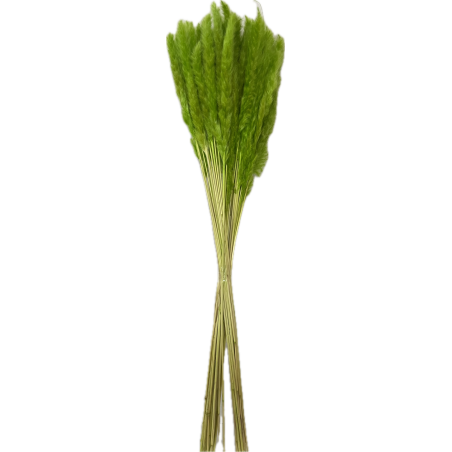 FEUILLE HERBE DE LA PAMPA mini les 100gr