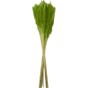FEUILLE HERBE DE LA PAMPA mini les 100gr