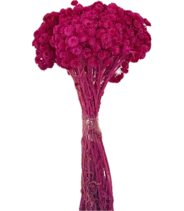 FLEUR GLIXIA-IMMORTELLE SECHEE 