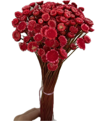 FLEUR GLIXIA-IMMORTELLE SECHEE 