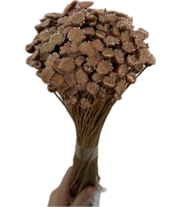 FLEUR GLIXIA-IMMORTELLE SECHEE 