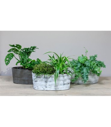 JARDINIERE ORCHIDEE 33X15 H15CM /2P