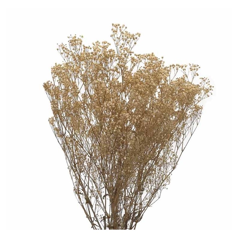 VERDISSIMO-GYPSOFILA 40/60