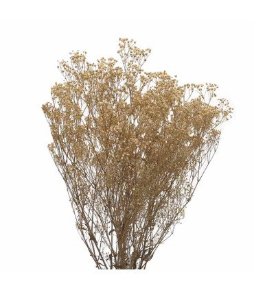 VERDISSIMO-GYPSOFILA 40/60