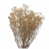 VERDISSIMO-GYPSOFILA 40/60