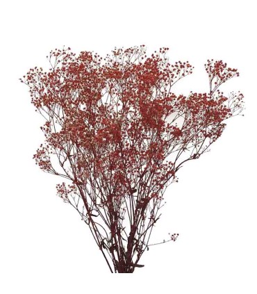 VERDISSIMO-GYPSOFILA 40/60