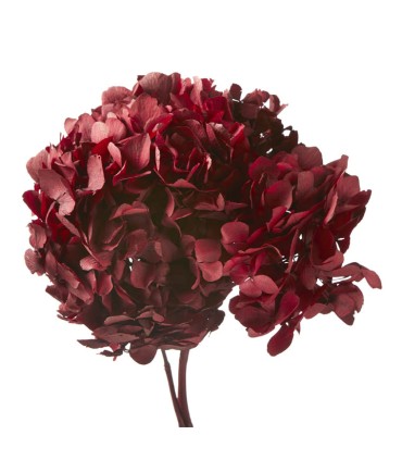 VERDISSIMO-HYDRANGEA standard à la pièce