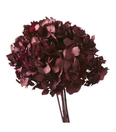 VERDISSIMO-HYDRANGEA standard à la pièce