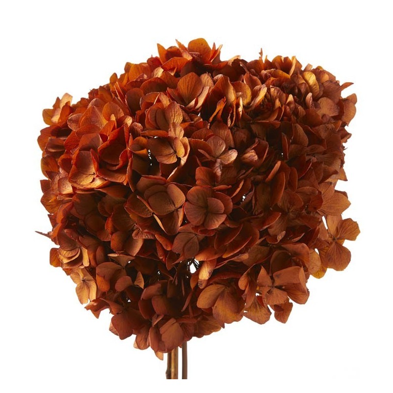 VERDISSIMO-HYDRANGEA standard à la pièce