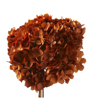 VERDISSIMO-HYDRANGEA standard à la pièce