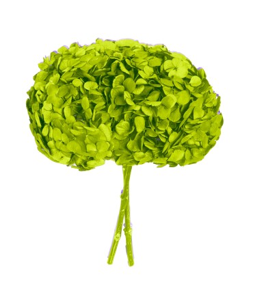VERDISSIMO-HYDRANGEA PREMIUM à la pièce