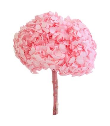 VERDISSIMO-HYDRANGEA PREMIUM à la pièce