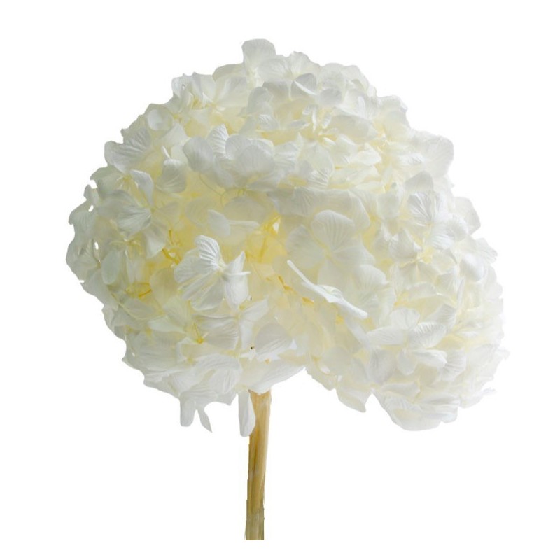 VERDISSIMO-HYDRANGEA PREMIUM à la pièce