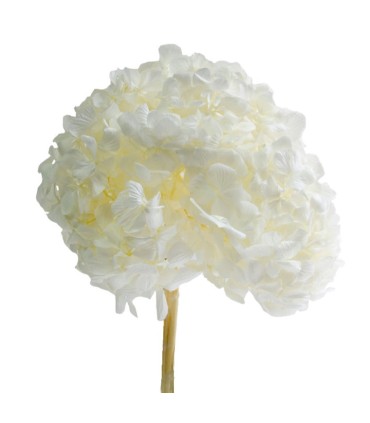 VERDISSIMO-HYDRANGEA PREMIUM à la pièce