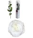 VERDISSIMO-ROSE AMOROSA PREMIUM EMBALLE /1P