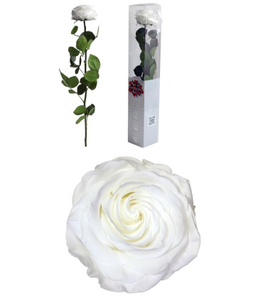 VERDISSIMO-ROSE AMOROSA PREMIUM EMBALLE /1P