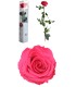VERDISSIMO-ROSE AMOROSA PREMIUM EMBALLE /1P