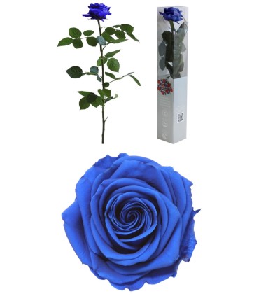 VERDISSIMO-ROSE AMOROSA PREMIUM EMBALLE /1P