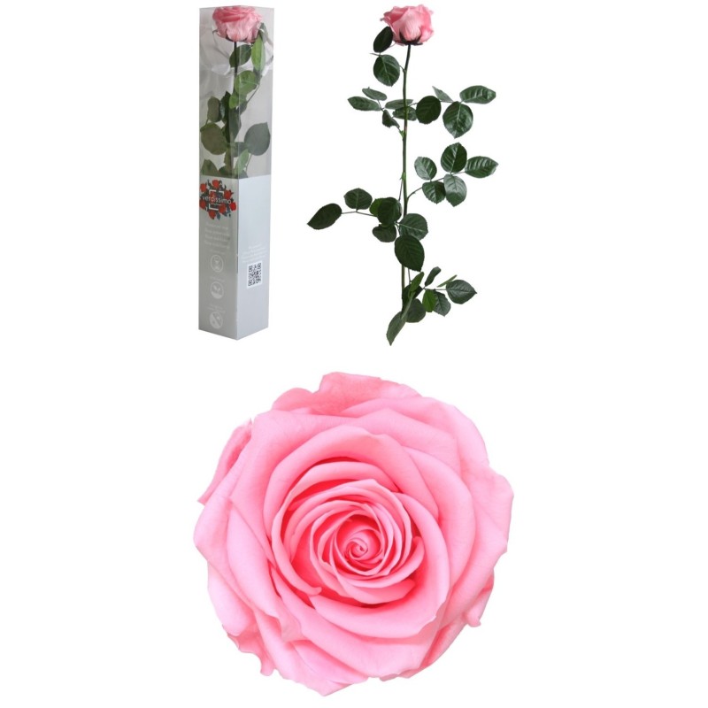 VERDISSIMO-ROSE AMOROSA PREMIUM EMBALLE /1P