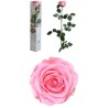 VERDISSIMO-ROSE AMOROSA PREMIUM EMBALLE /1P