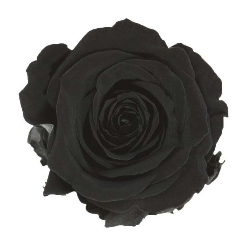 VERDISSIMO-ROSE Queen 5P