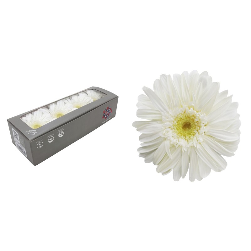 VERDISSIMO-GERBERA BOITE 12P