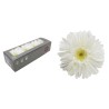 VERDISSIMO-GERBERA BOITE 12P