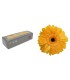 VERDISSIMO-GERBERA BOITE 12P