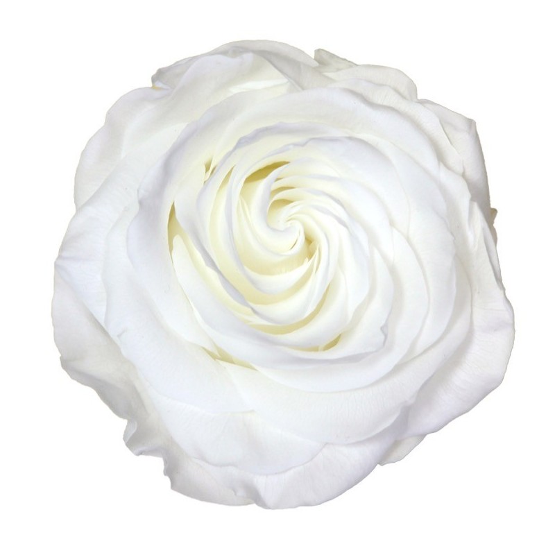 VERDISSIMO-ROSE AMOROSA PREMIUM /1P