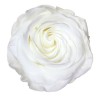 VERDISSIMO-ROSE AMOROSA PREMIUM /1P