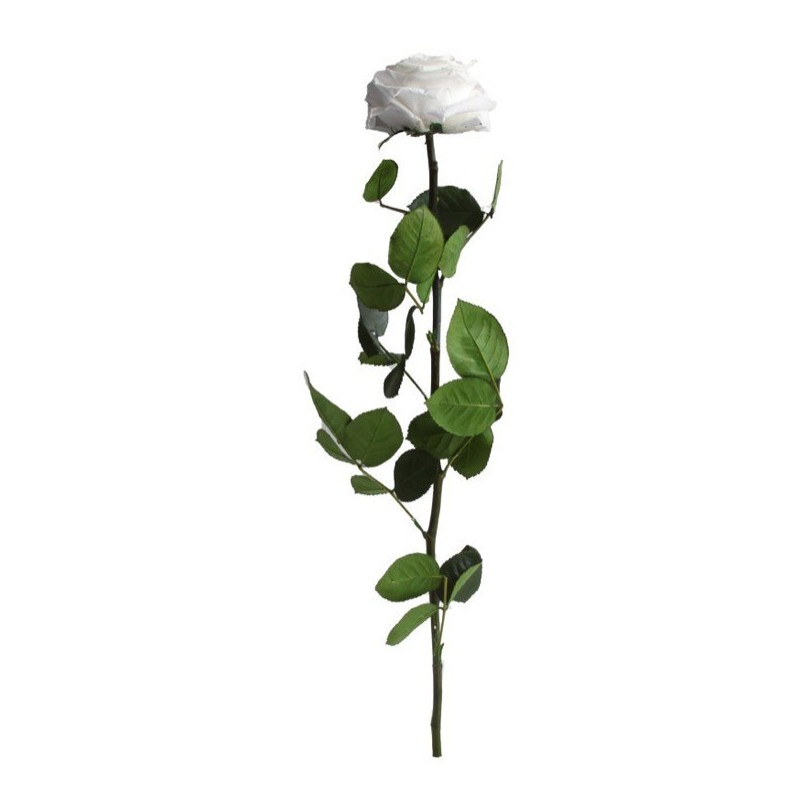 VERDISSIMO-ROSE AMOROSA PREMIUM /1P