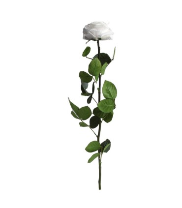 VERDISSIMO-ROSE AMOROSA PREMIUM /1P