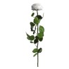 VERDISSIMO-ROSE AMOROSA PREMIUM /1P