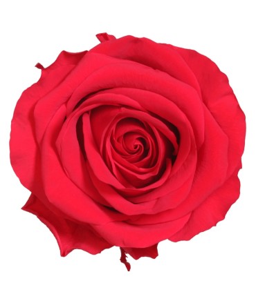 VERDISSIMO-ROSE AMOROSA PREMIUM /1P