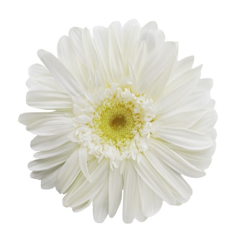 VERDISSIMO-GERBERA BOITE DE 4P