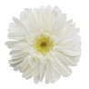 VERDISSIMO-GERBERA BOITE DE 4P