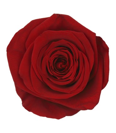 VERDISSIMO-ROSE Milieu 8P