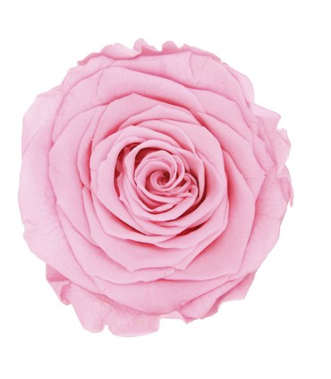 VERDISSIMO-ROSE Milieu 8P