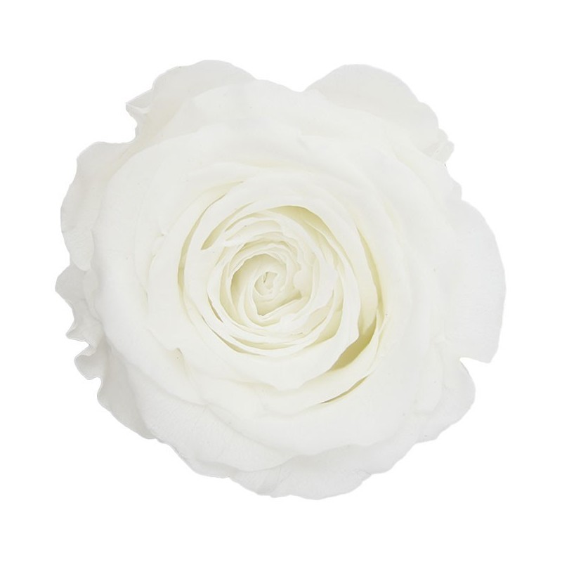 VERDISSIMO-ROSE Milieu 8P