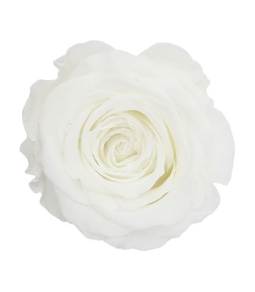 VERDISSIMO-ROSE Milieu 8P