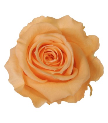 VERDISSIMO-ROSE Milieu 8P