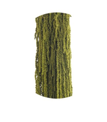 VERDISSIMO-AMARANTHUS 40/70CM