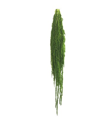 VERDISSIMO-AMARANTHUS 40/70CM
