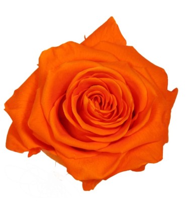 VERDISSIMO-ROSE Prémium 4P