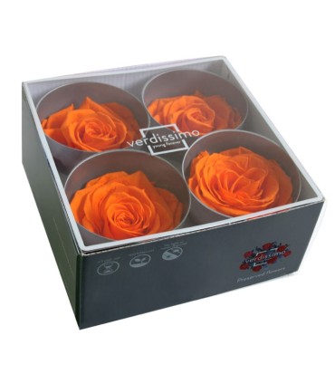 VERDISSIMO-ROSE Prémium 4P