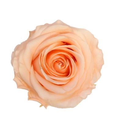 VERDISSIMO-ROSE Prémium 4P